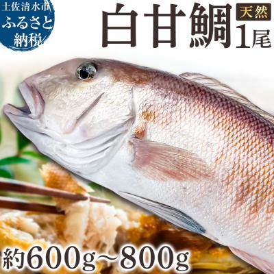 ふるさと納税 土佐清水市 天然 白甘鯛 1尾(約600g〜800g)※下処理なし・指定日不可※ 希少高級魚【R01545】