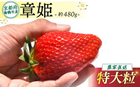 【2026年1月発送】 いちご 章姫 480g前後 (特大粒) いちご 苺 イチゴ 果物 いちご 京都のいちご
