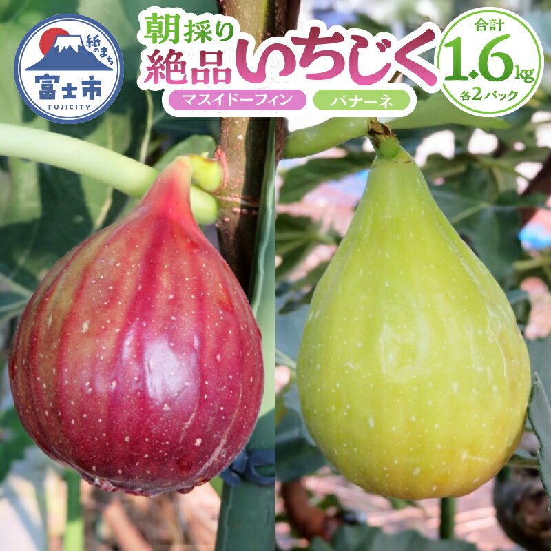 【ふるさと納税】a1014 朝採り絶品いちじく（マスイドーフィン2パック＆バナーネ2パック）お取り寄せ　限定　ご当地