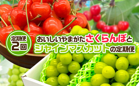 【定期便2回】おいしいやまがた さくらんぼとシャインマスカットの2回定期便 【令和7年産先行予約】FS24-530くだもの 果物 フルーツ 山形 山形県 山形市 2025年産