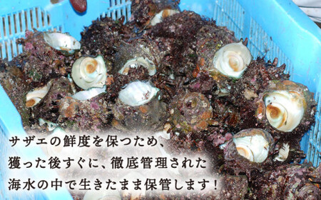 【お刺身に使えるほどの大粒！】海士が素潜りで獲った 大粒サザエ 2kg（8～12個） 《小値賀町》【小値賀町担い手公社】[DAA020] [DAA020]