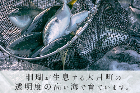 【国産】養殖ぶり 2柵セット ロイン 新鮮 ブリ 鰤 刺身 産地直送 冷蔵 寿司 ぶりしゃぶ