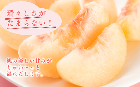 【レビューキャンペーン】≪8月～9月発送予定≫  品種お任せ 平川市産 白桃 約3kg (8-9玉）[hi-0039-003]