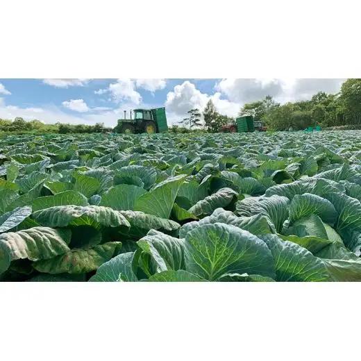 ＜レビューキャンペーン開催中＞【7月中旬発送開始】 嬬恋キャベツ  嬬恋産 高原キャベツ4玉1ケース Lサイズ 先行予約 2026年発送 [AS002tu]