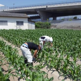 まるでフルーツ 村田農園のパールコーン 10本【配送不可地域：離島】