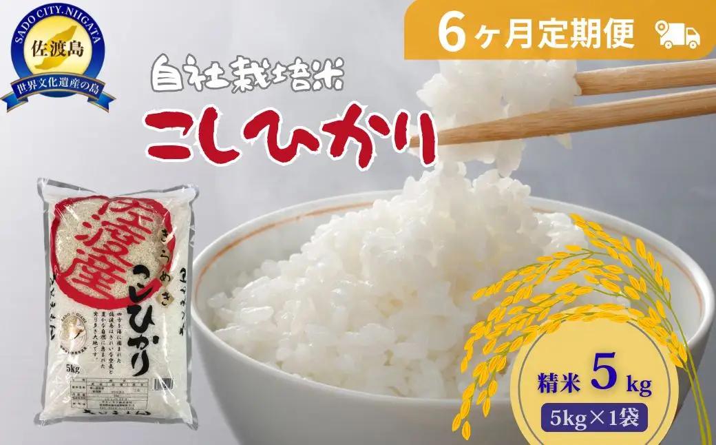 定期便 5kg 6回 コシヒカリ 精米 自社栽培 | 新潟県 佐渡市 定期便