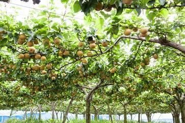 乙連沢梨園梨ギフト豊水4.5kg 箱≪8月中旬～10月頃発送≫
