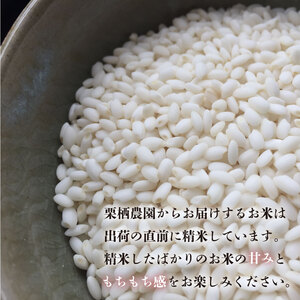 こしひかり ひのひかり  精米済 10kg お米 令和5年産 白米