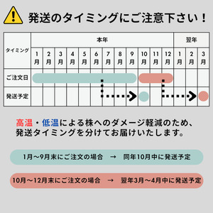 ビカクシダ（コウモリラン）苔玉 ネザーランド