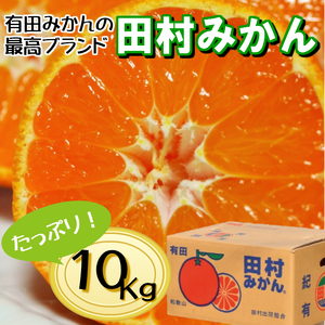 BD7005_有田の高級みかん【田村みかん】秀品！たっぷり 10kg ギフトにもオススメ (S～Lサイズおまかせ) 2025年1月発送