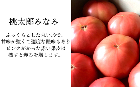 【2026年7月上旬発送開始予定】 岩手県産 こだわりトマト 詰め合せセット （ 大玉 1kg ／ ミニトマト 700g ） ／ 大玉 とまと トマト 大玉とまと 大玉トマト ミニトマト ミディトマト