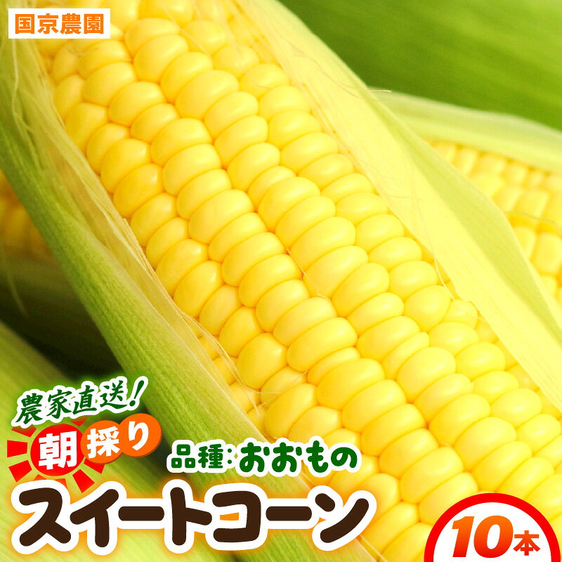 【ふるさと納税】 【先行予約】朝採れ スイートコーン 10本入り おおもの ／ とうもろこし コーン 甘い 野菜 黄色 低農薬 有機肥料 産地直送 福井県あわら市 ※2026年10月上旬より順次発送