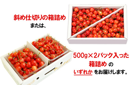 山形のさくらんぼ 佐藤錦 1kg Lサイズ以上 バラ詰 【令和6年産先行予約】FU21-623