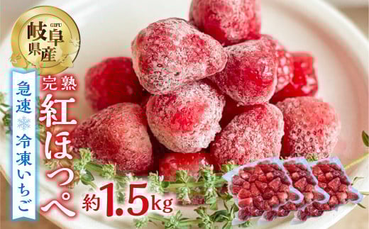 【2026年5月より発送】 《 訳あり 》 冷凍いちご 紅ほっぺ 1.5kg (500g × 3p) 簡易梱包 サイズ 不揃い のため 訳あり 訳アリ フルーツ 果物 苺 いちご イチゴ アイス ヨーグルト 苺 family農園watanabe 子ども 小分け 家庭用 国産 産地直送 岐阜県 本巣市 1万 10000円 [mt1505]