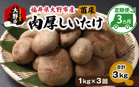 【3ヶ月定期便】菌床肉厚しいたけ（福井県大野市産）1kg×3回 計3.0kg[B-003013]