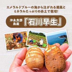 【W042-001u】【先行受付】農家直送！栽培歴40年！南の島の赤土里芋1.5キロ！ 【5月上旬～6月下旬】