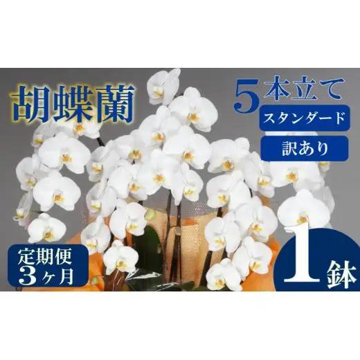 【定期便3ヶ月】 【訳あり】  胡蝶蘭 5本立て 白 スタンダード 花