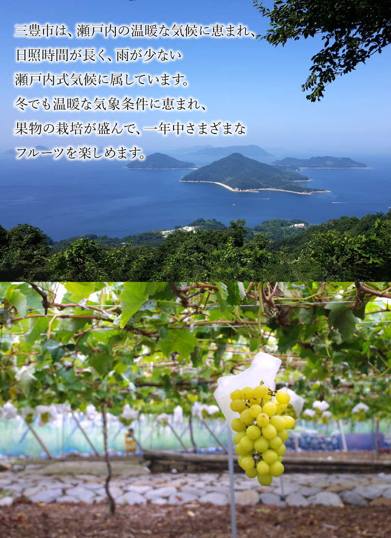 【ふるさと納税】【先行予約】【配送不可地域：北海道・沖縄県・離島】シャインマスカット2kg（3房）【700g以上】【糖度17度以上】  大粒 贈答用 ギフト お取り寄せ 国産 旬 新鮮 産地直送 高級