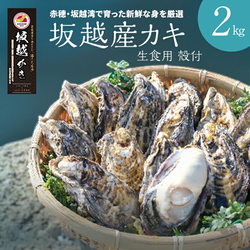 【ふるさと納税】【2026年1月上旬より出荷開始】メディアでも話題の生食用カキ！赤穂・坂越湾で育った新鮮な身を厳選(坂越産カキ 生食用 殻付2kg)[ 牡蠣 冬牡蠣 ] 魚介類 　お届け：2026年1月上旬以降順次発送予定
