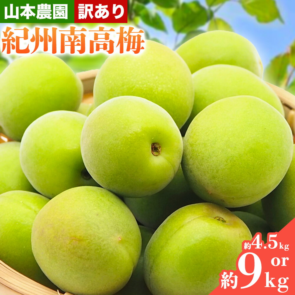 【ふるさと納税】＜先行予約＞【訳あり】 南高梅 ( 青梅 ) 選べる 約4.5kg 約9kg 山本農園 《2025年5月下旬-7月中旬頃出荷》 和歌山県 日高川町 梅 紀州南高梅 うめ ご家庭用 訳あり フルーツ 果物