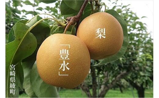 秋初め和梨「豊水」