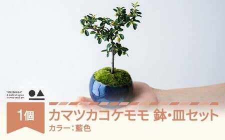 【鉢皿色・藍色】 カマツカコケモモ  鎌柄苔桃 0.35kg 盆栽 植物 石木花 sw-bokmx380 ※沖縄・離島への配送不可