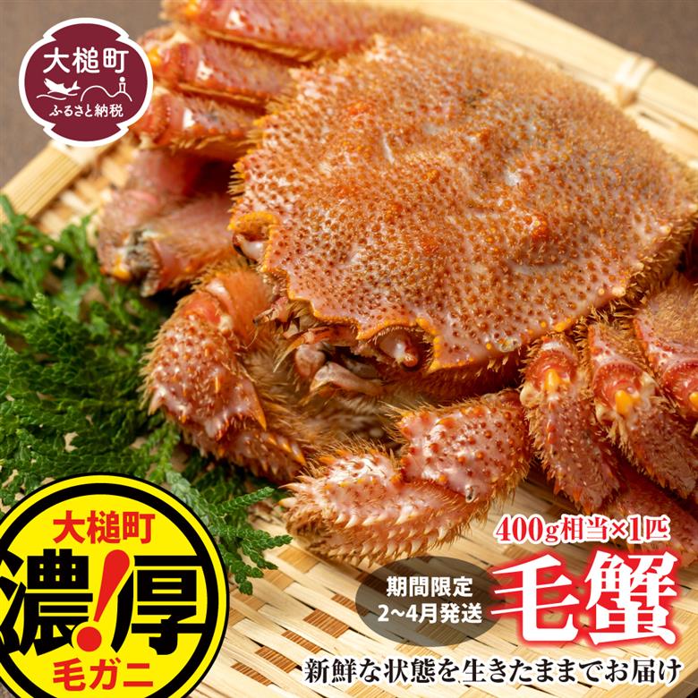 【令和8年発送先行予約】三陸産！活毛ガニ 400g×1杯【2026年2月～4月発送】【08】