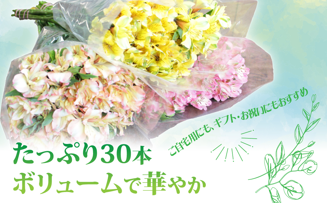 アルストロメリアの花束(30本) NABL001