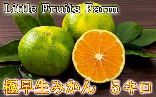 【訳あり品】リトルフルーツファームの極早生みかん 約5kg ／ ミカン みかん 蜜柑 柑橘類 訳あり先行予約 10月 5kg 温州みかん 極早生 数量限定 フルーツ ＜116-012＞