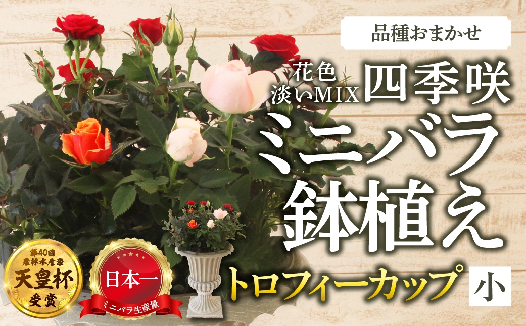 
                  産地直送 ミニバラ トロフィーカップ（小） ふんわり（淡いMIX） [11月～4月 お届け] 品種 おまかせ のため 訳あり 訳アリ 四季咲き ミニバラ 花 ガーデニング 生産量 日本一 天皇杯 鉢植 ※沖縄 離島配送不可 薔薇 セントラルローズ [mt1901] 40000円 4万
                