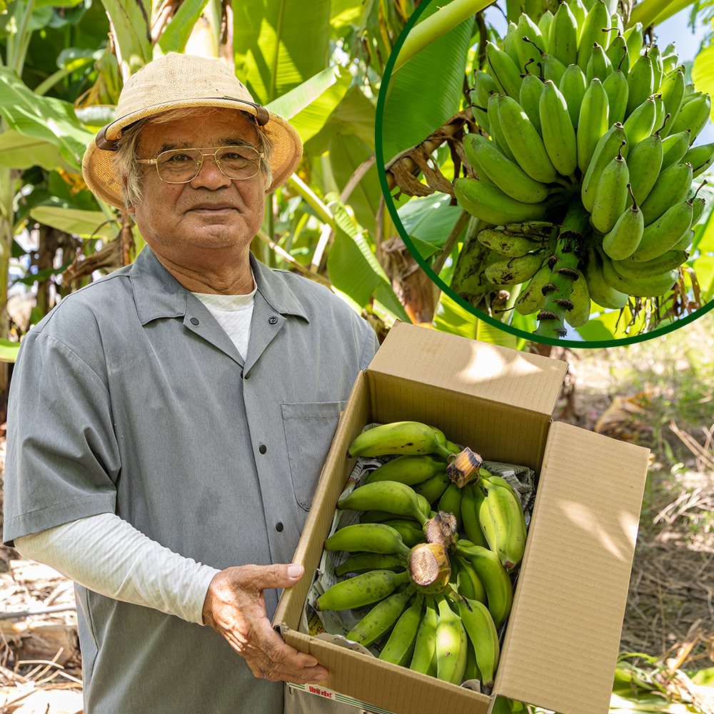 【沖縄本島産】浜ファームの「アップルバナナ」　5kg_イメージ5