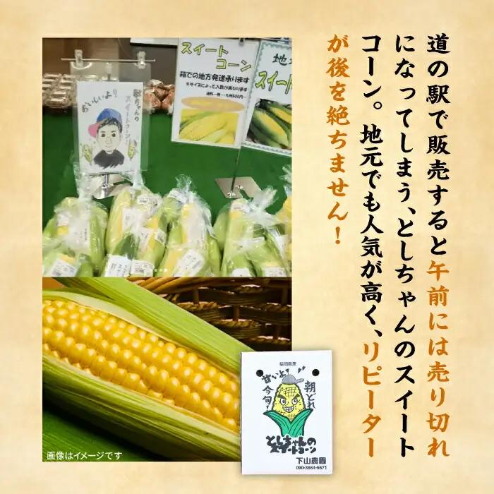 【先行予約】としちゃんのスイートコーン 約4kg 11-13本 [VBH001] スイートコーン