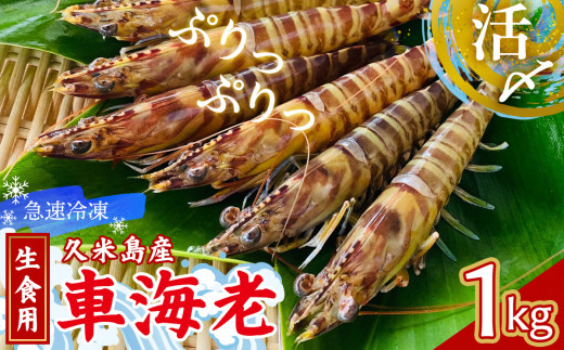 【久米島漁協】活〆冷凍車海老　生食用1kg 海の幸 海鮮 車えび クルマエビ 車海老 高級食材 生食 刺身 鮮度抜群 プリプリ 甘み 旨味 塩焼き 天ぷら 素揚げ フライ パスタ ピザ BBQ シーフード