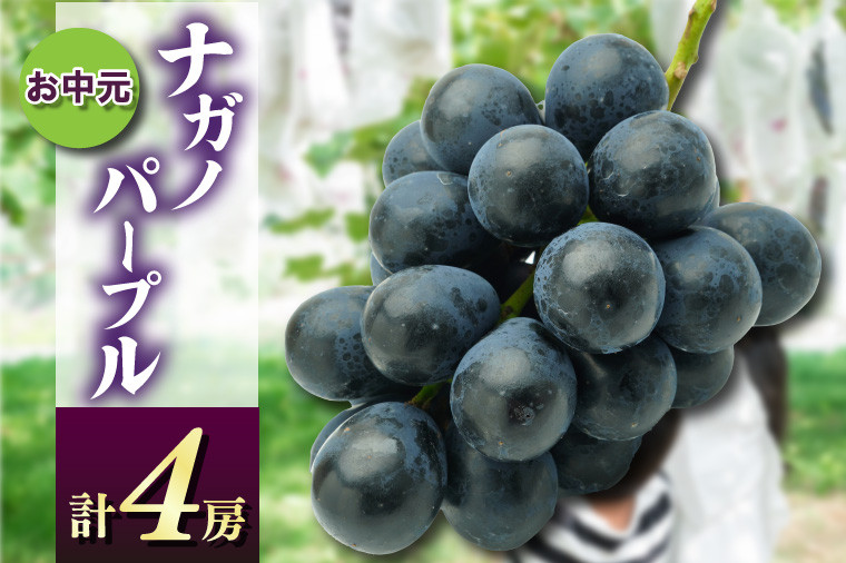 
            お中元ナガノパープル4房　県内共通返礼品:かすみがうら市産 (BR169)
          