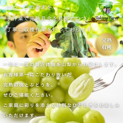 【2026年先行予約】シャインマスカット約2kg 山梨県産 自社農園直送!完熟収穫! 【数量限定】【配送不可地域：離島】