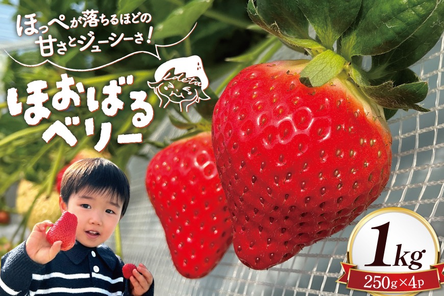 AI377 【2025年12月発送開始】いちご ほおばるベリー 約 1kg 250g 4パック [ 苺 イチゴ 1キロ 甘い おいしい あまい フルーツ 果物 出田農円 長崎県 島原市]