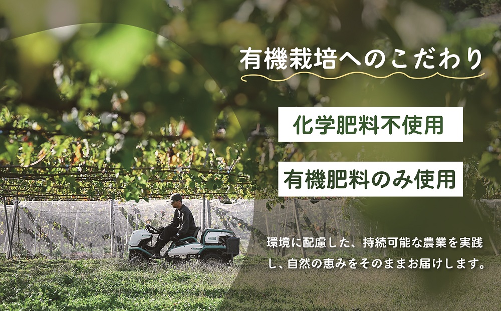 山梨県甲斐市産　化学肥料不使用で育った巨峰　約1㎏ DG-4