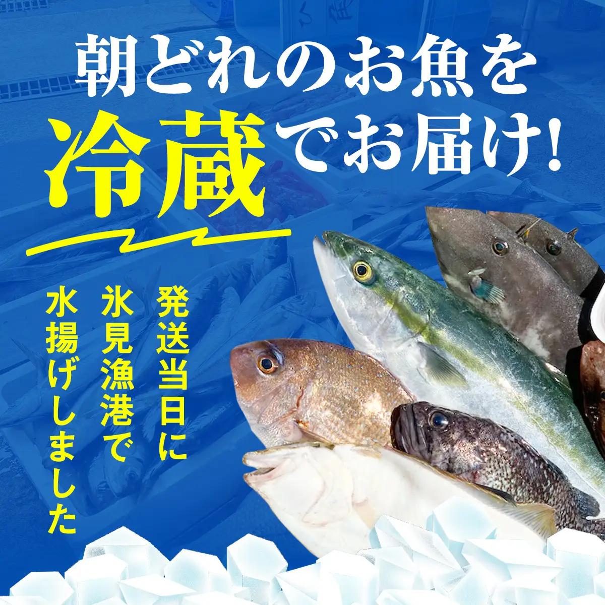 【配送地域限定】 産地直送の朝どれ鮮魚お刺身セット 2〜３人前 平日お届け