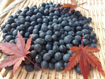 令和7年産 竜王黒大豆 丹波黒豆 約300g×4袋 (計約1.2kg) レシピ入り 丹波黒豆 黒豆 丹波黒豆 くろまめ 丹波黒豆 丹波 丹波黒豆 大豆 丹波黒豆 おせち 丹波黒豆 乾燥豆 丹波黒豆 産