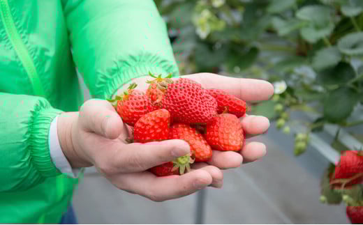 【ふるさと納税】 冷凍 いちご  1キロ 冷凍品 アイス 夏 苺 イチゴ ストロベリー 果物 スイーツ おやつ 冷たい 食品 ギフト  ふるさと納税 ふるさと 人気 おすすめ 送料無料 兵庫県 三田市