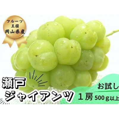 【2026年先行受付】お試し　朝採り新鮮!人気ぶどう瀬戸ジャイアンツ1房　500g以上【配送不可地域：離島】