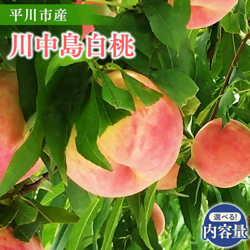 【ふるさと納税】≪2026年産先行予約≫ 内容量が選べる! 平川市産 川中島白桃 約2kg 約4kg 【 青森県 平川市 今井農園 】 フルーツ 果物 桃 もも モモ 白桃 ピーチ はくとう 川中島 お取り寄せ デザート 先行予約 レビューキャンペーン