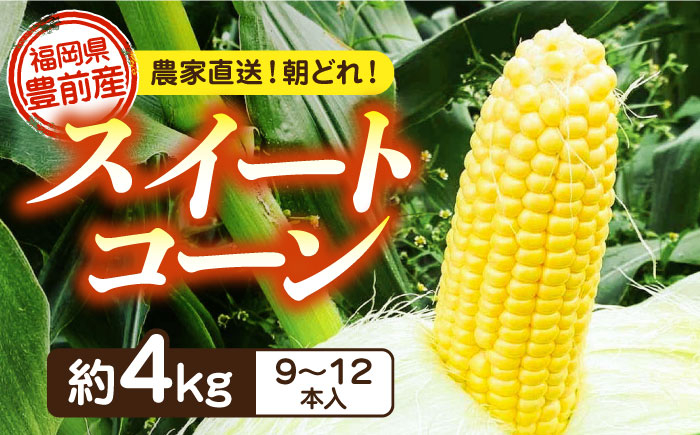 
            【先行予約受付　2026年6月頃より順次発送】【冷蔵配送】農家直送 朝どれ スイートコーン 約4kg（9～12本入り）《豊前市》【湯越農園】 野菜 コーン とうもろこし [VBC001]
          
