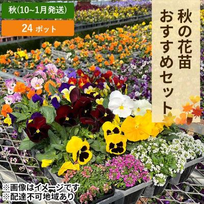 ふるさと納税 赤磐市 秋 の 花苗 おすすめ セット 24ポット(10〜1月発送) [NO5765-1057]