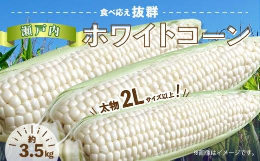 ＼寄附額改定／太物2Lサイズ以上!瀬戸内ホワイトコーン 約3.5kg【2027-6月中旬～2027-7月中旬配送】 372013_T006-304J