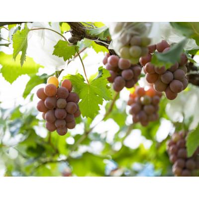 ふるさと納税 久米南町 【岡山県産】 QUEEN27 2022　ハーフボトル　白ワイン |  | 01