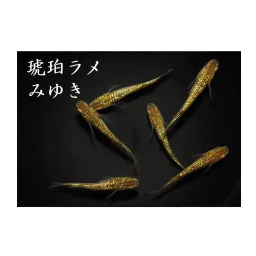 メダカ「琥珀ラメみゆき」3ペア