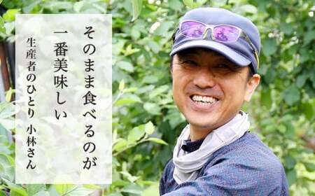 先行受付 秋映 約5kg 10～18玉 ［小布施屋］令和8年産【2026年10月発送】[A-206]