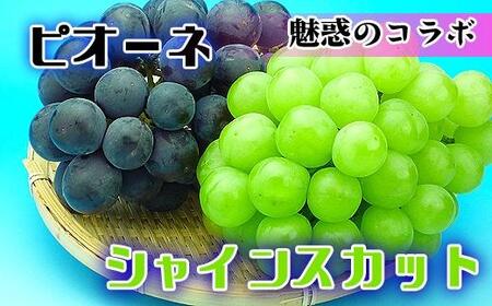 《2025年発送》シャインマスカット & ニューピオーネ セット 約2kg ( 種なしシャインマスカット 約1kg & 種なしニューピオーネ 約1kg ) 香川産 ｜ぶどう マスカット 人気品種 コラボ