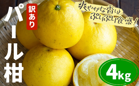 【先行予約】訳あり パール柑 4kg｜柑橘柑橘柑橘都呂々